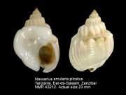 Nassarius arcularia plicatus (4)